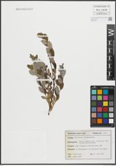 Foto von Salix repens subsp. argentea (Sm.) G. Camus & A. Camus